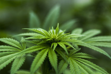 HEMP